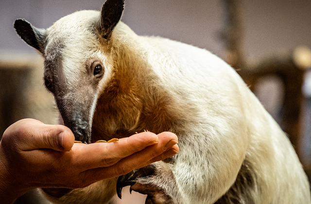 a Southern Tamandua, aka lesser aardvark, feeds from a human hand